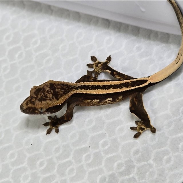 슈퍼스트라이프 엠티백