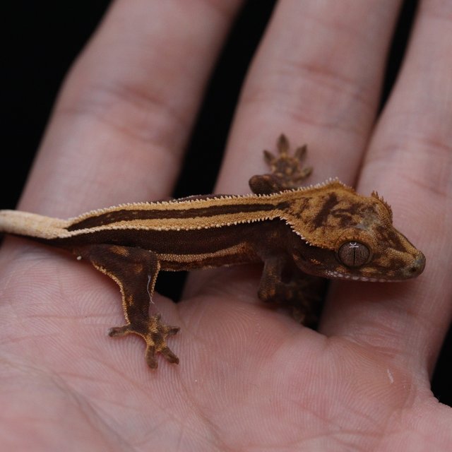 슈퍼스트라이프 엠티백