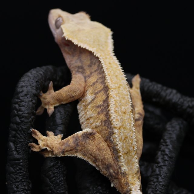 트라이 익스트림할리퀸 화이트스팟 텐저린