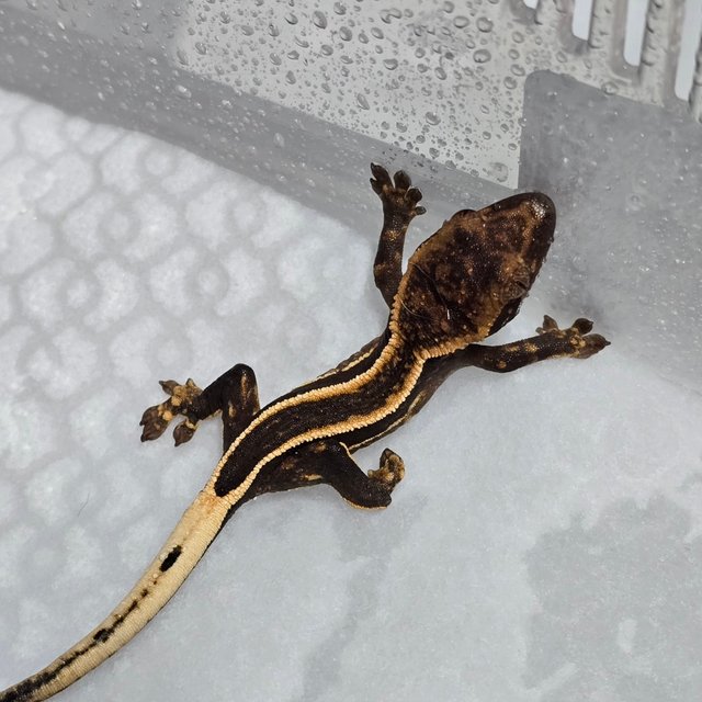 다크 슈퍼스트라이프 엠티백