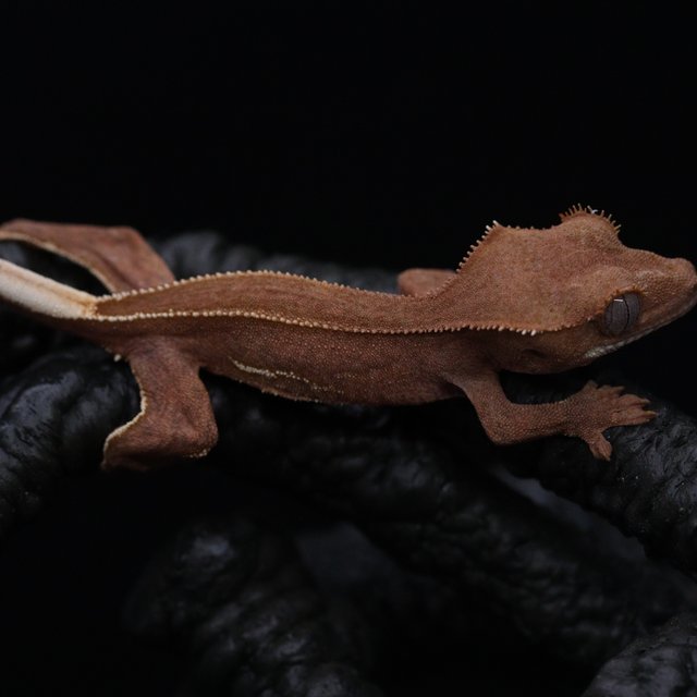 레드 팬텀 엠티백