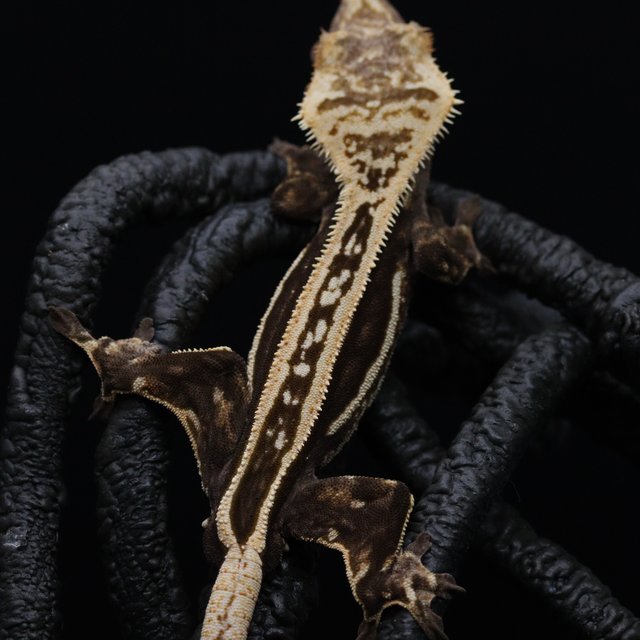 슈퍼스트라이프 엠티백