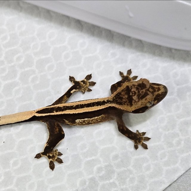 슈퍼스트라이프 엠티백