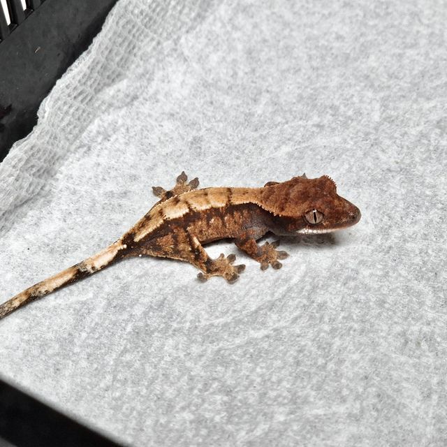 세이블 트라이 텐저린