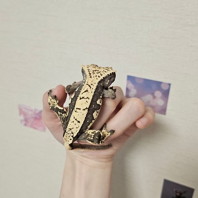 블랙