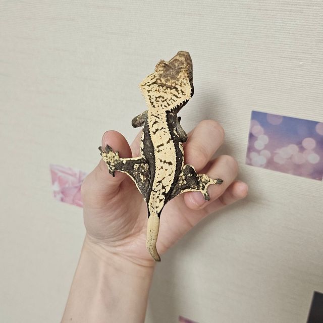 블랙