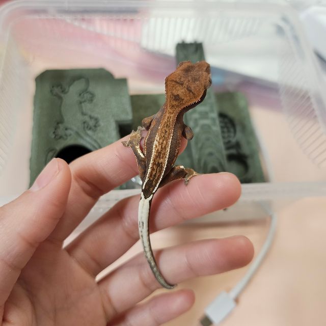 카푸치노