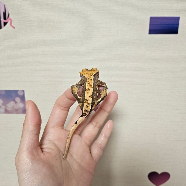 100%헷아잔틱