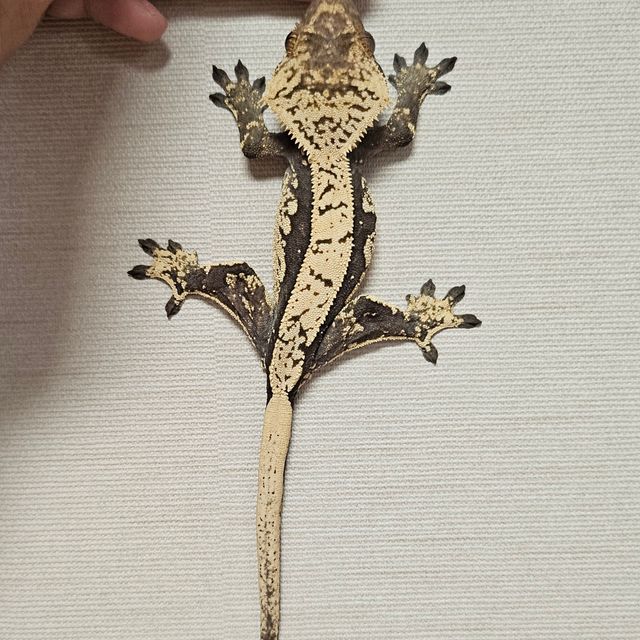 블랙