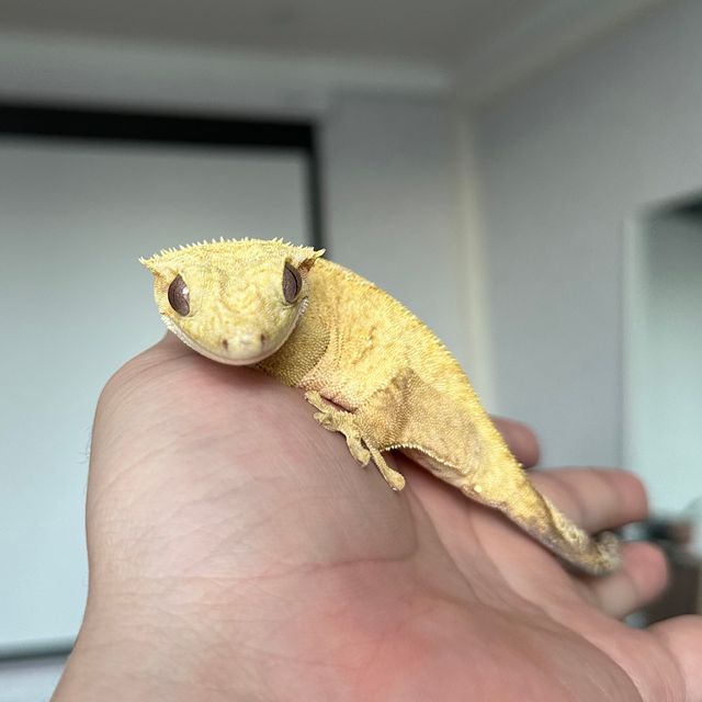 벅스킨 옐로우