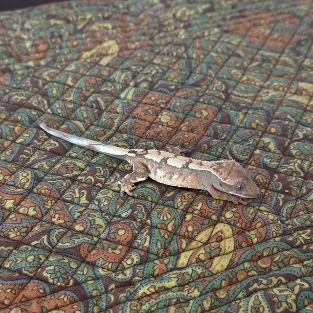 세이블