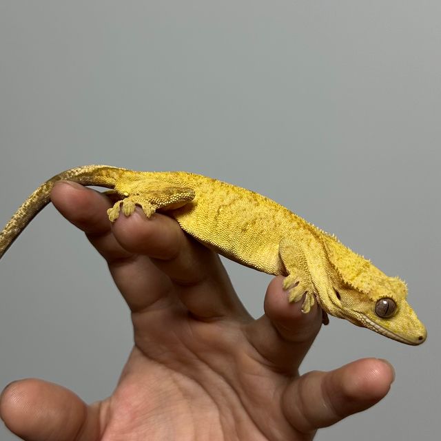 옐로우 벅스킨