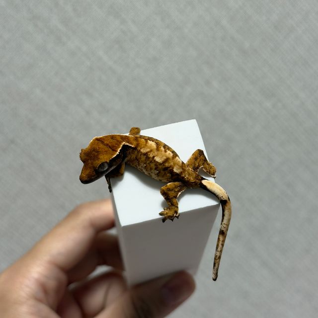 노멀 트라이 익스트림할리퀸 화이트핀 화이트스팟 텐저린