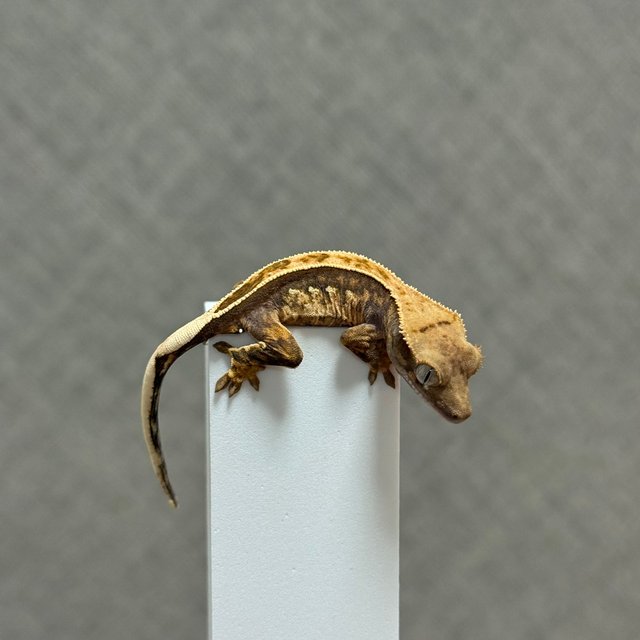 핀스트라이프 트라이 쿼드 풀핀