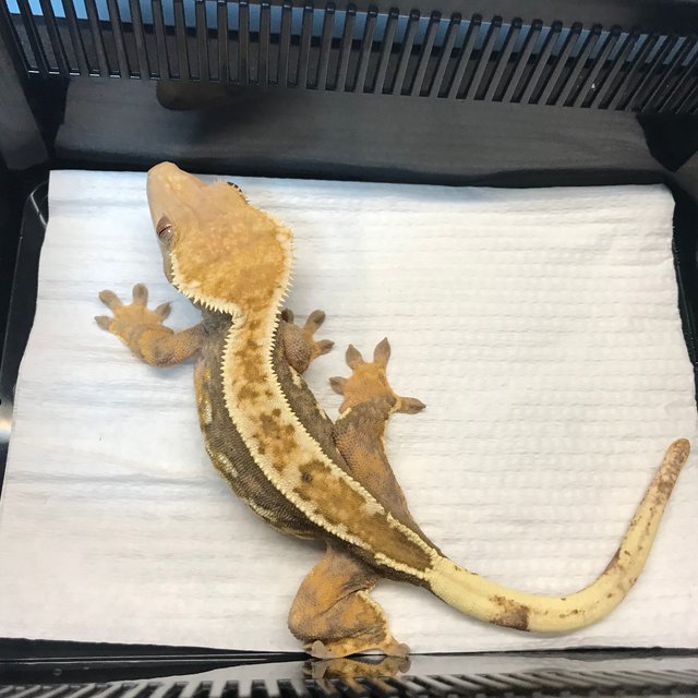 트라이 쿼드 엠티백 화이트핀