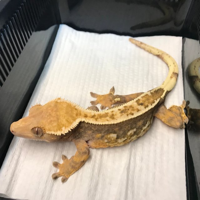 트라이 쿼드 엠티백 화이트핀