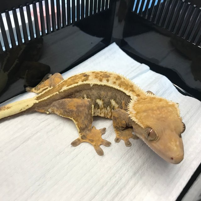 트라이 쿼드 엠티백 화이트핀