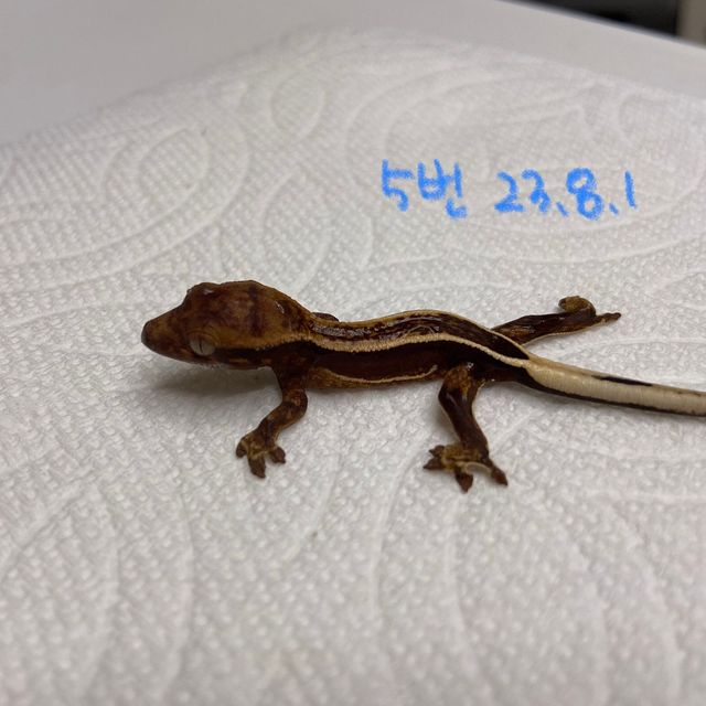 엠티백 쿼드 다크 알티 오닉스