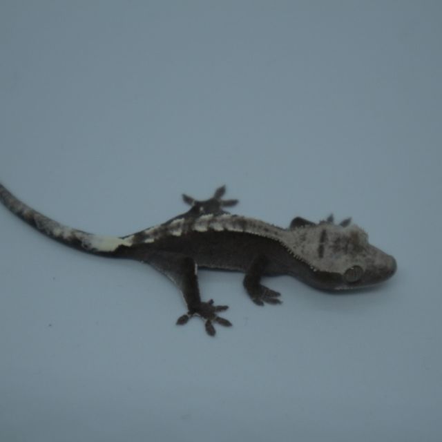 다크 아잔틱