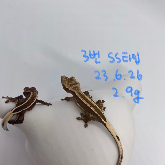엠티백 쿼드 다크 알티 오닉스
