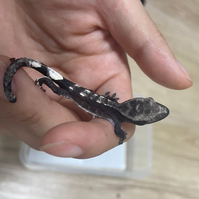 아잔틱