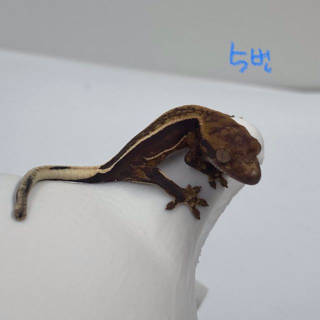 엠티백 쿼드 다크 알티 오닉스