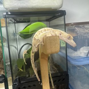 릴리화이트