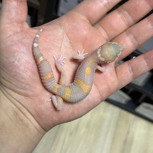 스노우 알비노 이클립스