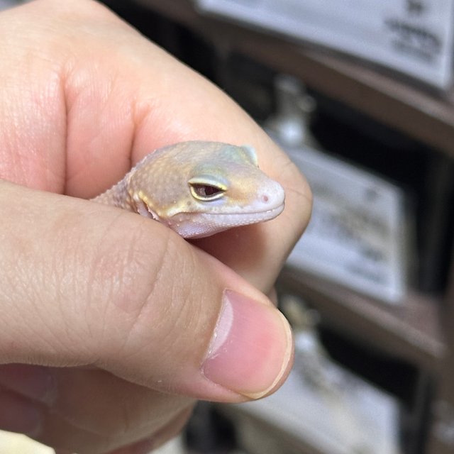 스노우 알비노 이클립스