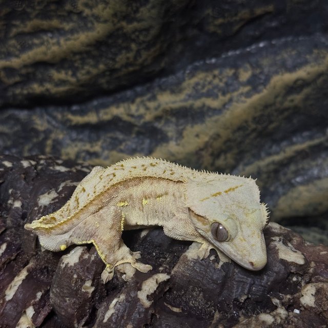 노멀 풀핀 옐로우 크림