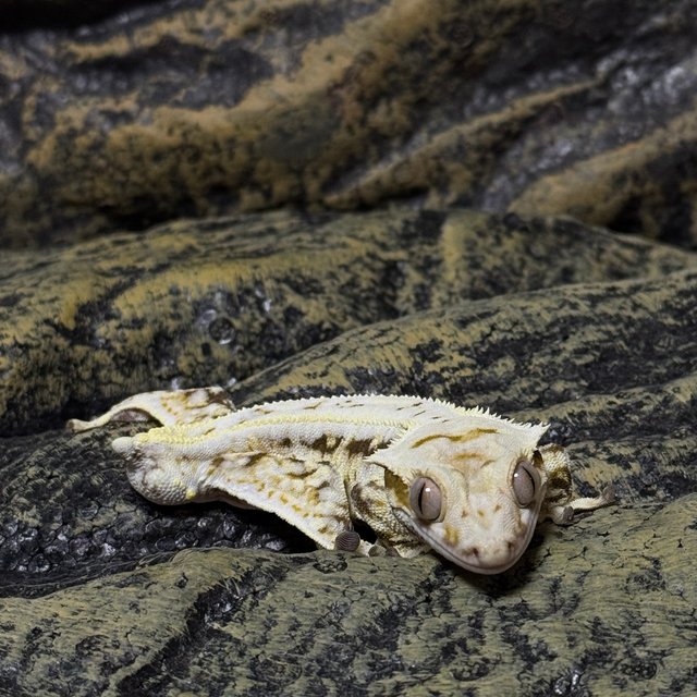 릴리화이트 풀핀 화이트 핀스트라이프