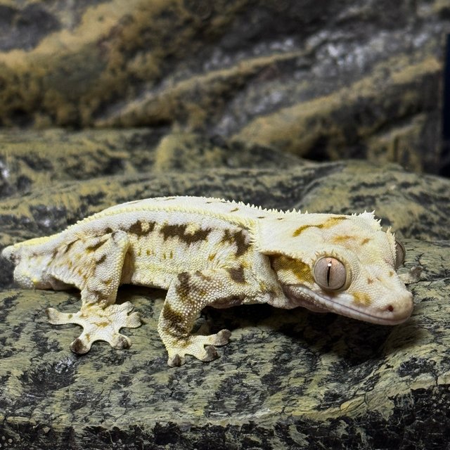 릴리화이트 풀핀 화이트 핀스트라이프