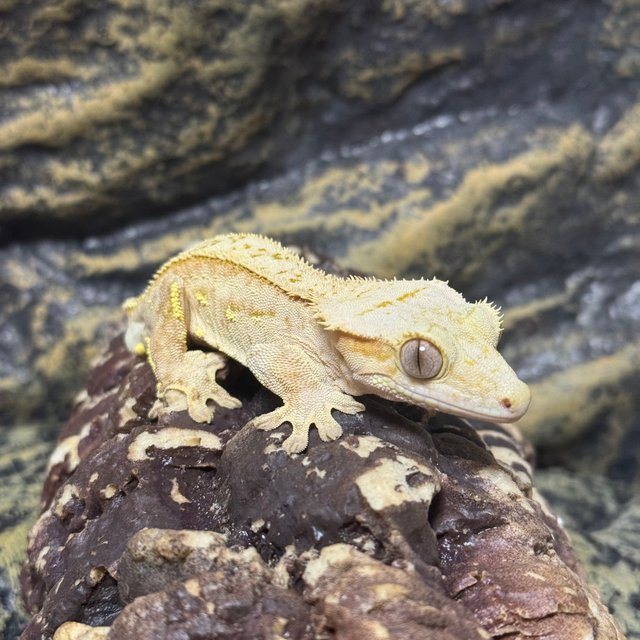 노멀 풀핀 옐로우 크림