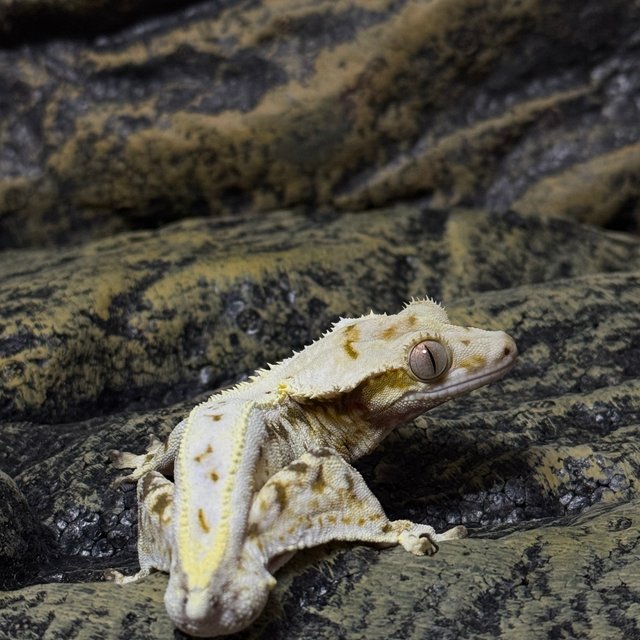 릴리화이트 풀핀 화이트 핀스트라이프