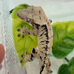 노멀 트라이 익스트림할리퀸 화이트크라운 화이트