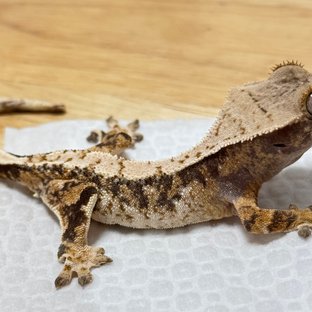 노멀 익스트림할리퀸 트라이 텐저린