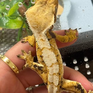 노멀 트라이 익스트림할리퀸 화이트 크림시클