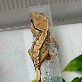 노멀 트라이 화이트스팟 화이트포트홀 화이트핀 할리퀸