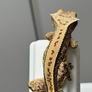 노멀 트라이 풀핀 익스트림할리퀸 텐저린