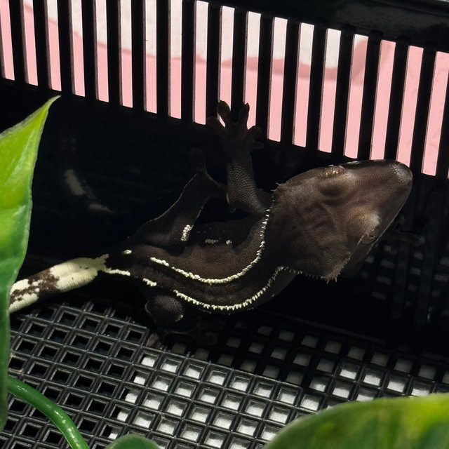 아잔틱 화이트스팟 블랙