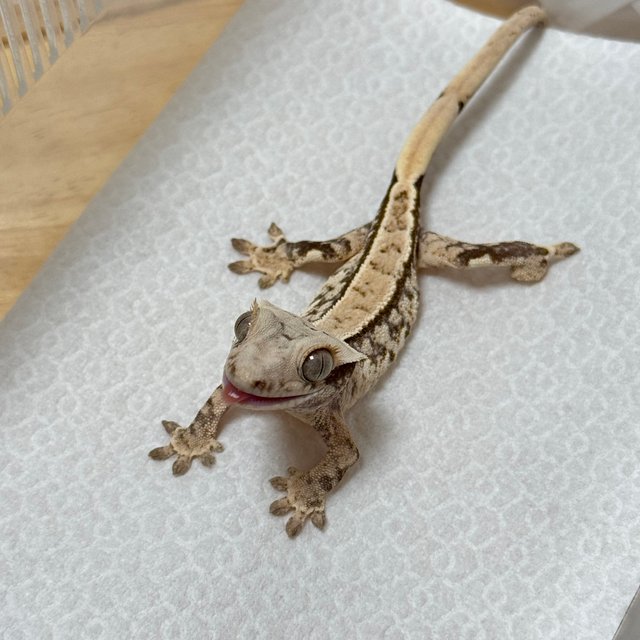 노멀 트라이 익스트림할리퀸