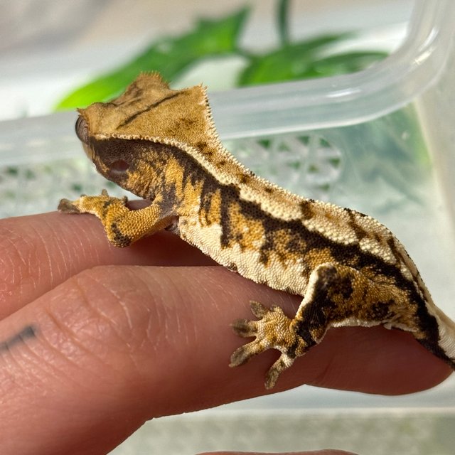 노멀 트라이 텐저린