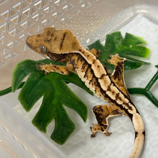 노멀 트라이 텐저린