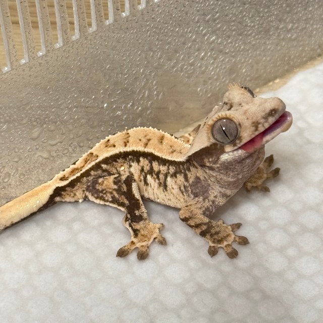 노멀 트라이 익스트림할리퀸