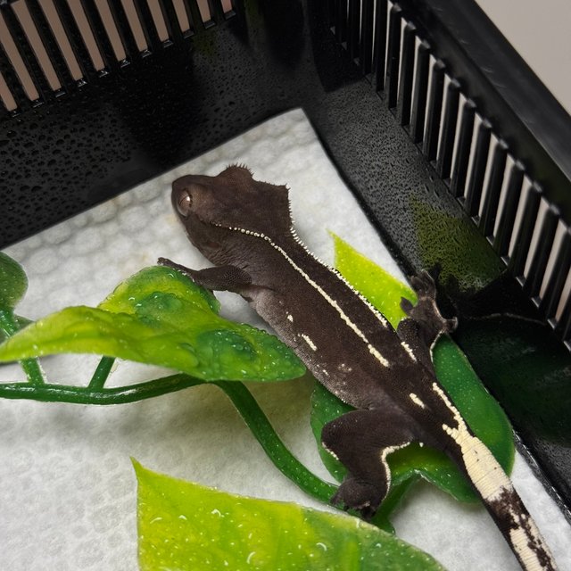 아잔틱 화이트핀