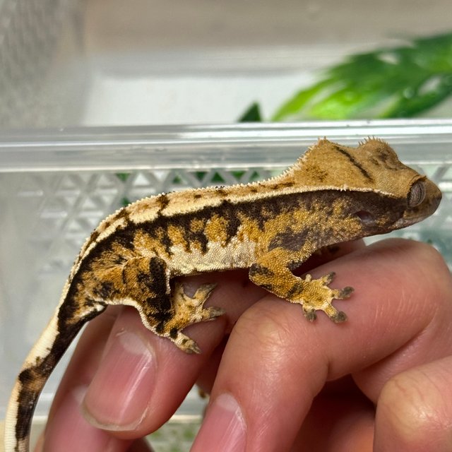 노멀 트라이 텐저린