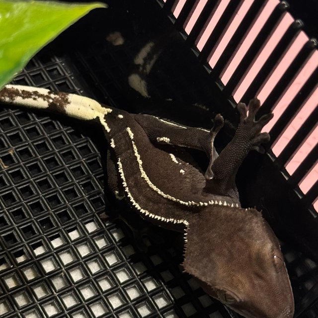 아잔틱 화이트스팟 블랙