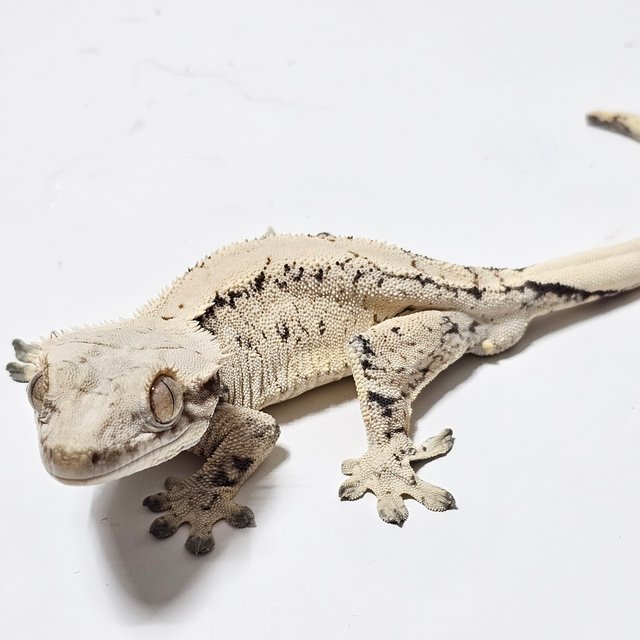 노멀 트라이 익스트림할리퀸 화이트크라운 화이트