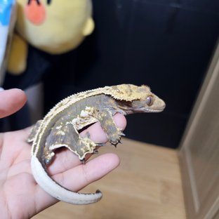 노멀 쿼드 풀핀 핀스트라이프 할리퀸 트라이