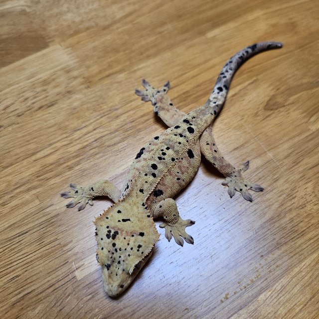 달마시안 슈퍼달마시안